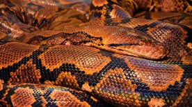 A szoba sarkában láttam, hogy valami mozog: óriáskígyót hagyott az albérlő a budapesti lakásban