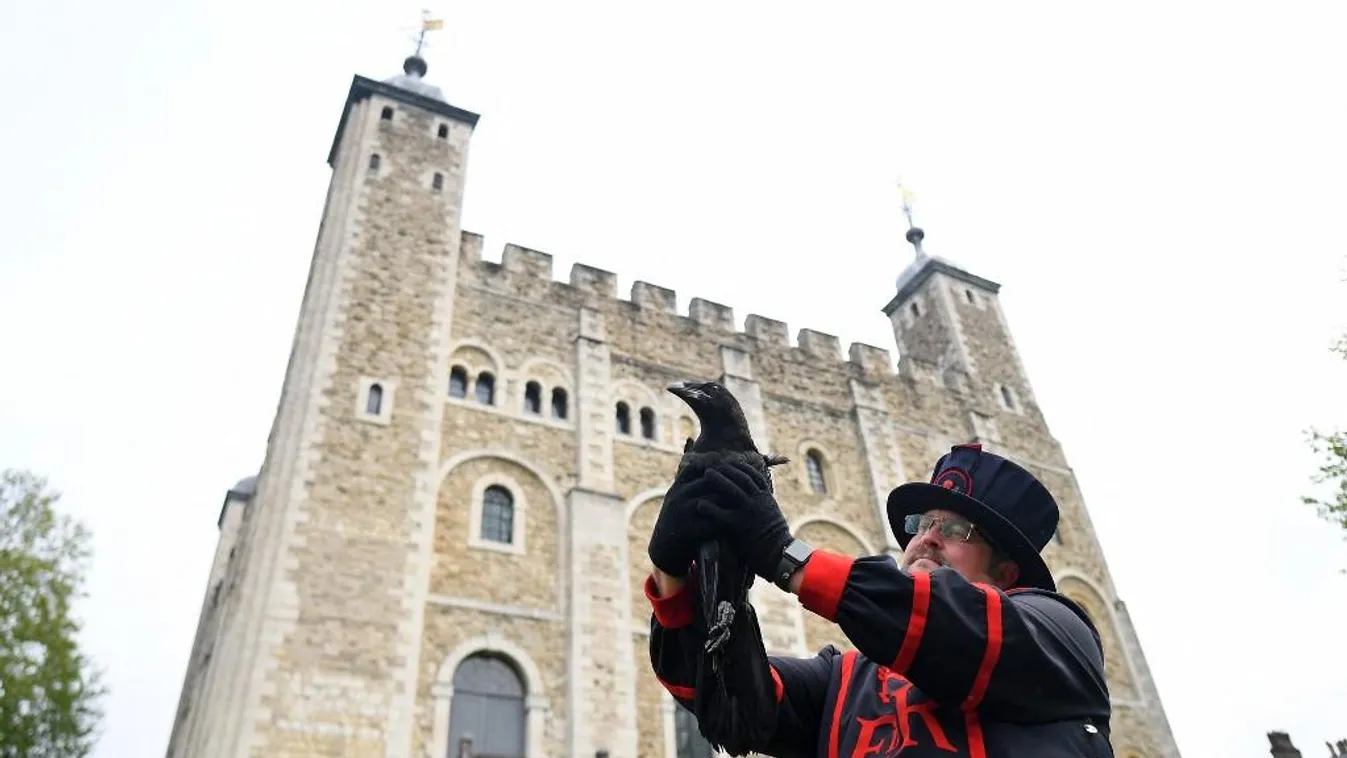 Királyi ceremónia közepette jelentették be a Tower új hollójának nevét