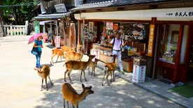 Élő online túrára indulhatunk a japán kardok és szarvasok útján
