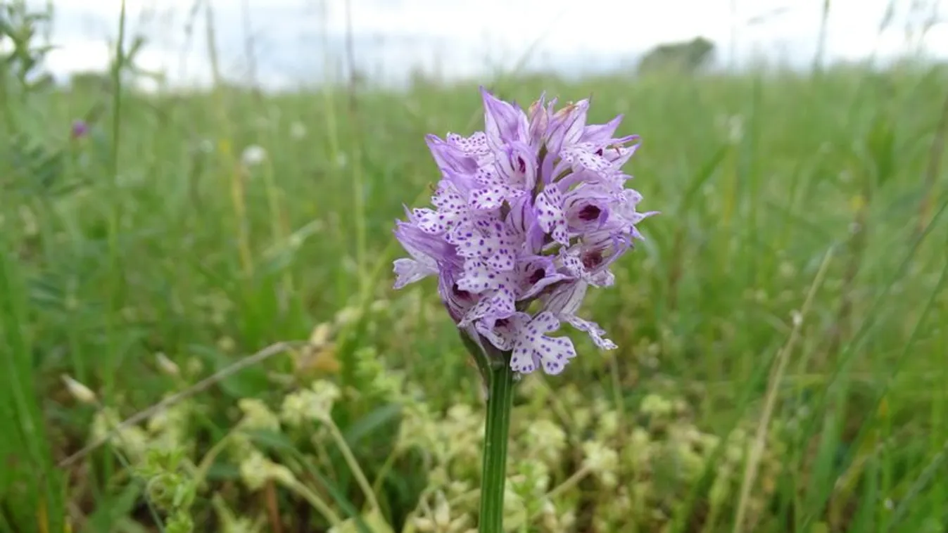 Különleges orchideára bukkantak Baja határában