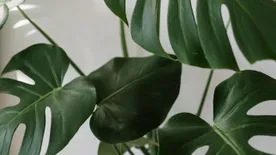 Igazi túlélők: Növények, amik egy sötét szoba sarkában is remekül elvannak