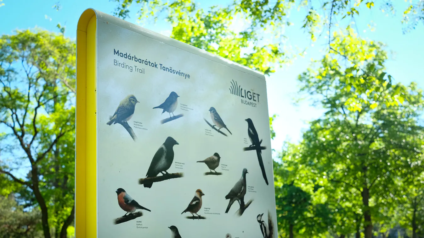 Megnyílt a Városliget új sétaútja, a tízállomásos Madárbarátok Tanösvénye