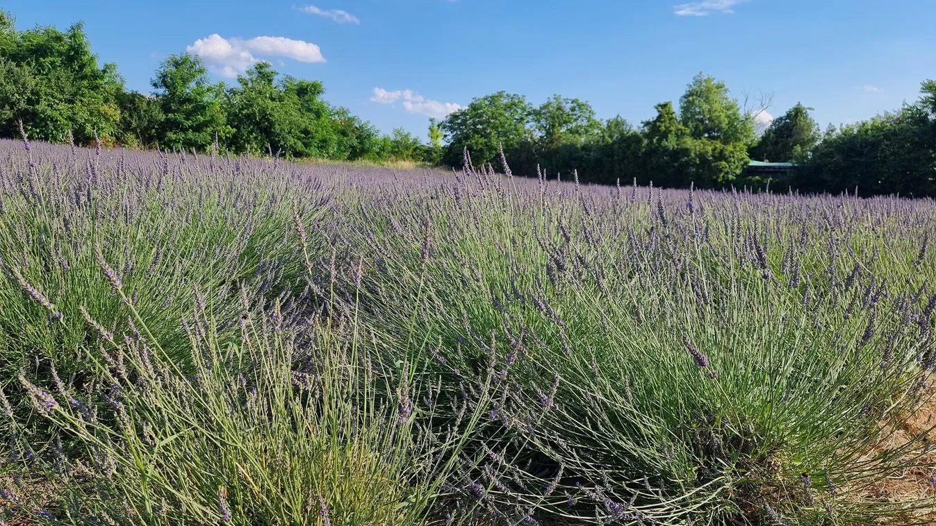Mától látogatható a Tisza-tó legnagyobb levendulás kertje