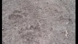 Agresszív vérmedve csatangol az országhatáron: egy 57 éves férfit már szétmarcangolt - Videó