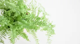 Szépek és hasznosak: Az 5 legjobb légtisztító szobanövény