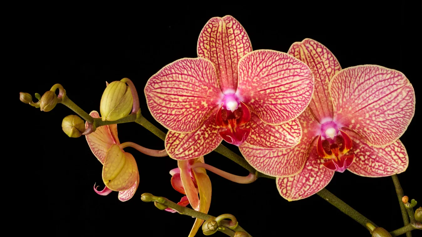 Varázslatos orchideák és broméliák lepik el ezt a budapesti kertet