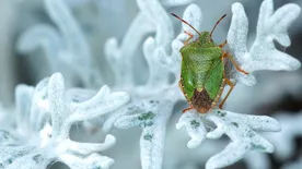 Poloska a lakásban: Így tarthatod távol a bűzös betolakodókat