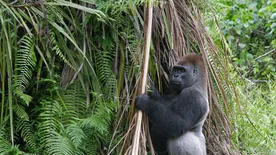 Először figyelték meg, ahogy csimpánzok halálos támadást intéznek gorillák ellen