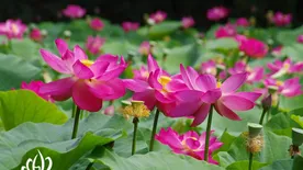 A Buddhának életet adó növényt ünneplik a hétvégén Szegeden