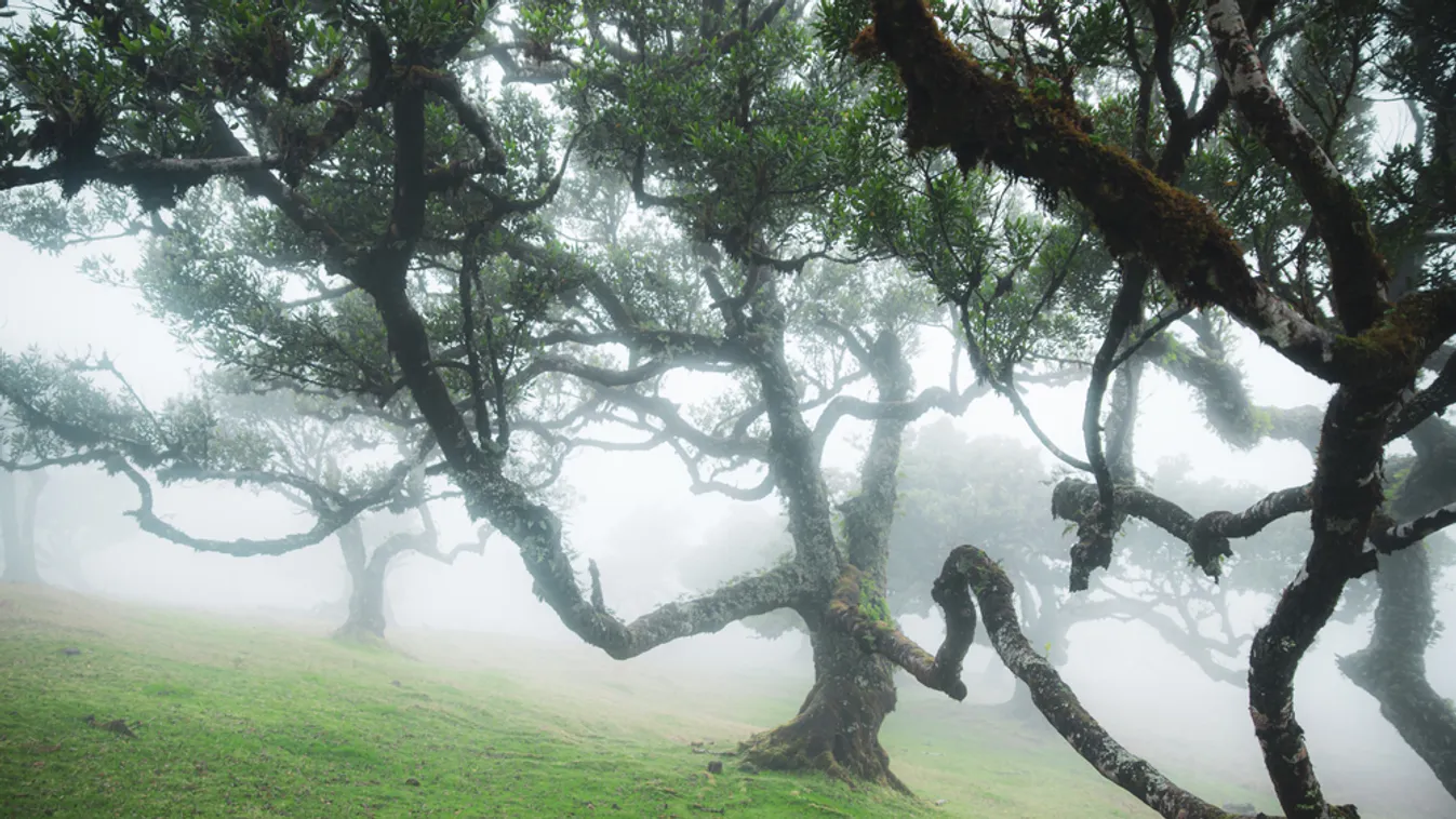 Álomszerűek ezek a Madeira kacskaringós fáiról készült fotók
