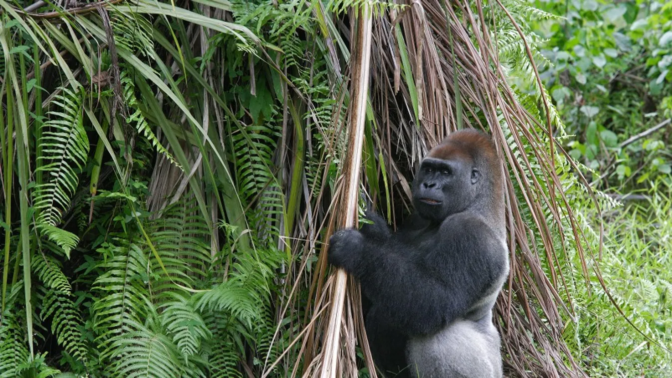 Először figyelték meg, ahogy csimpánzok halálos támadást intéznek gorillák ellen