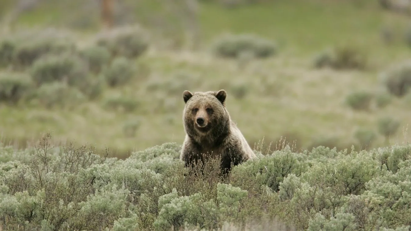 Grizzly medve támadt egy kempingezőre Montanában