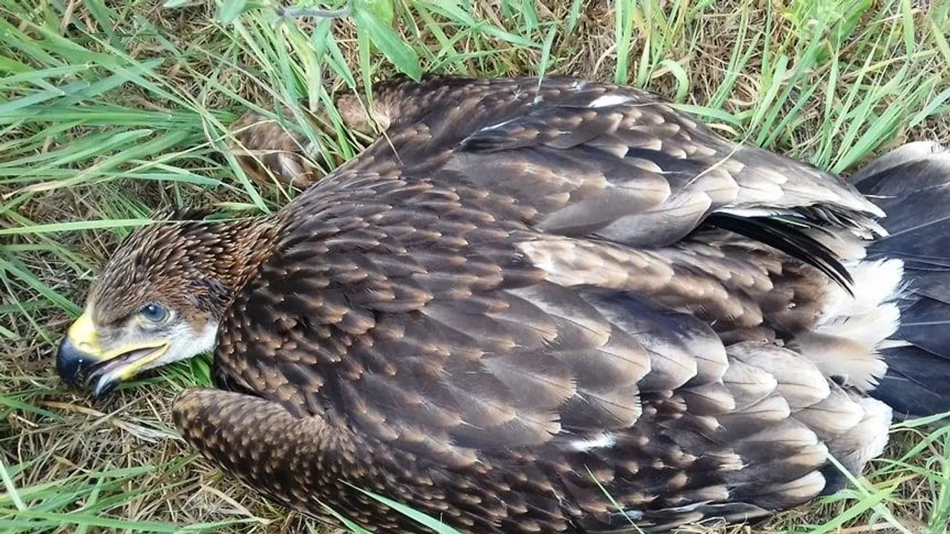 Kutya találta meg az eltűnt sasfiókát Solton