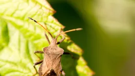3 tuti bio módszer poloska ellen a kertben
