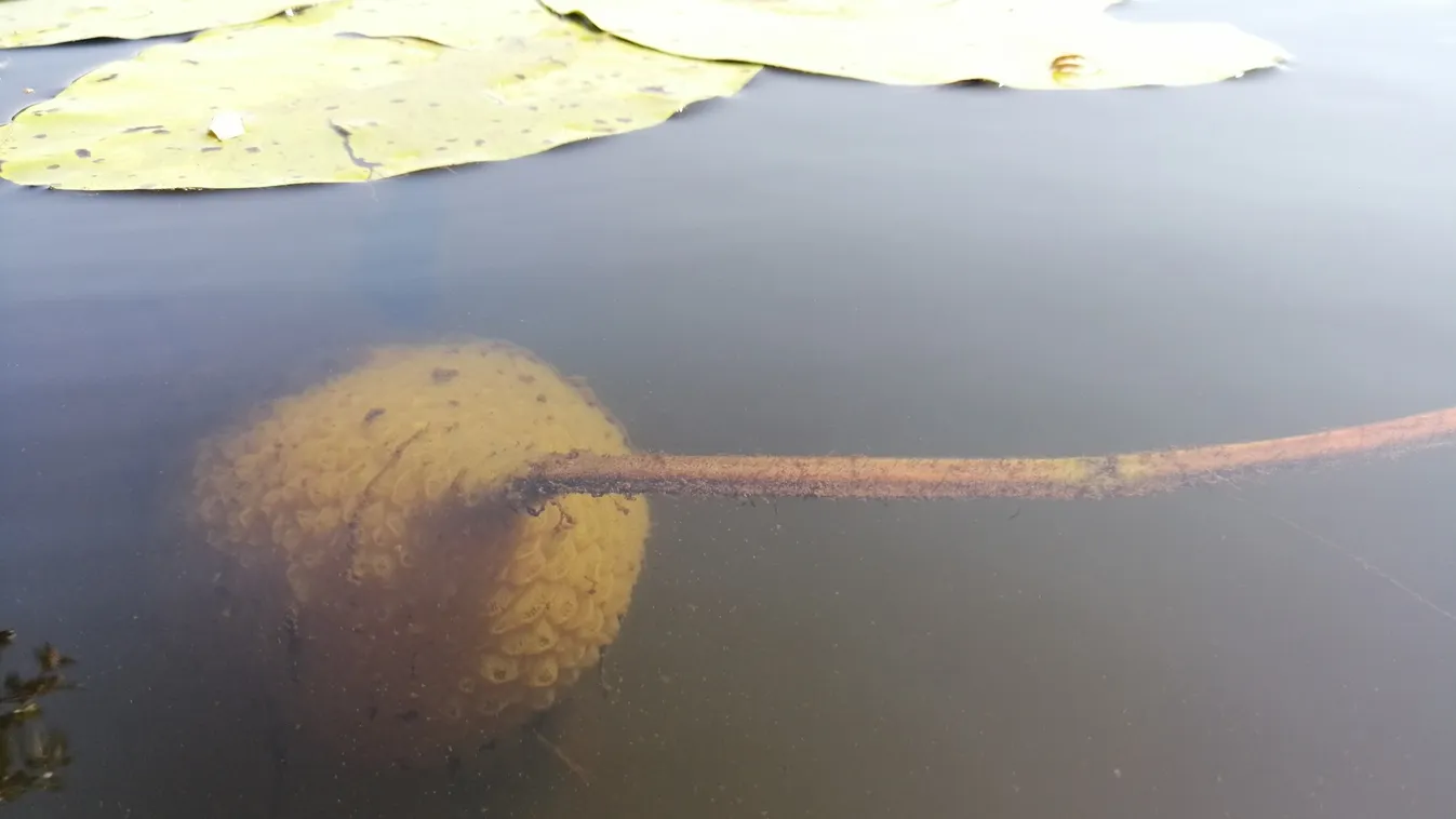 Mintha az űrből jöttek volna! Óriás mohaállatok laknak a Tisza-tóban
