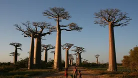 A majomkenyérfák útja Madagaszkár legnépszerűbb látványossága