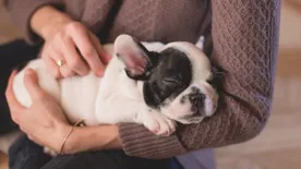 Vigyázat! Ezek a közkedvelt szobanövények mérgezőek a háziállatokra