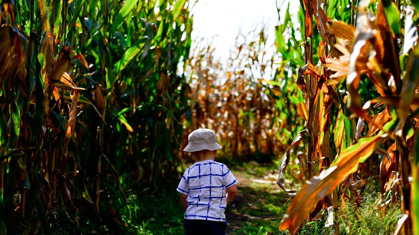 Holnap nyit a Tisza-tó első kukorica-labirintusa