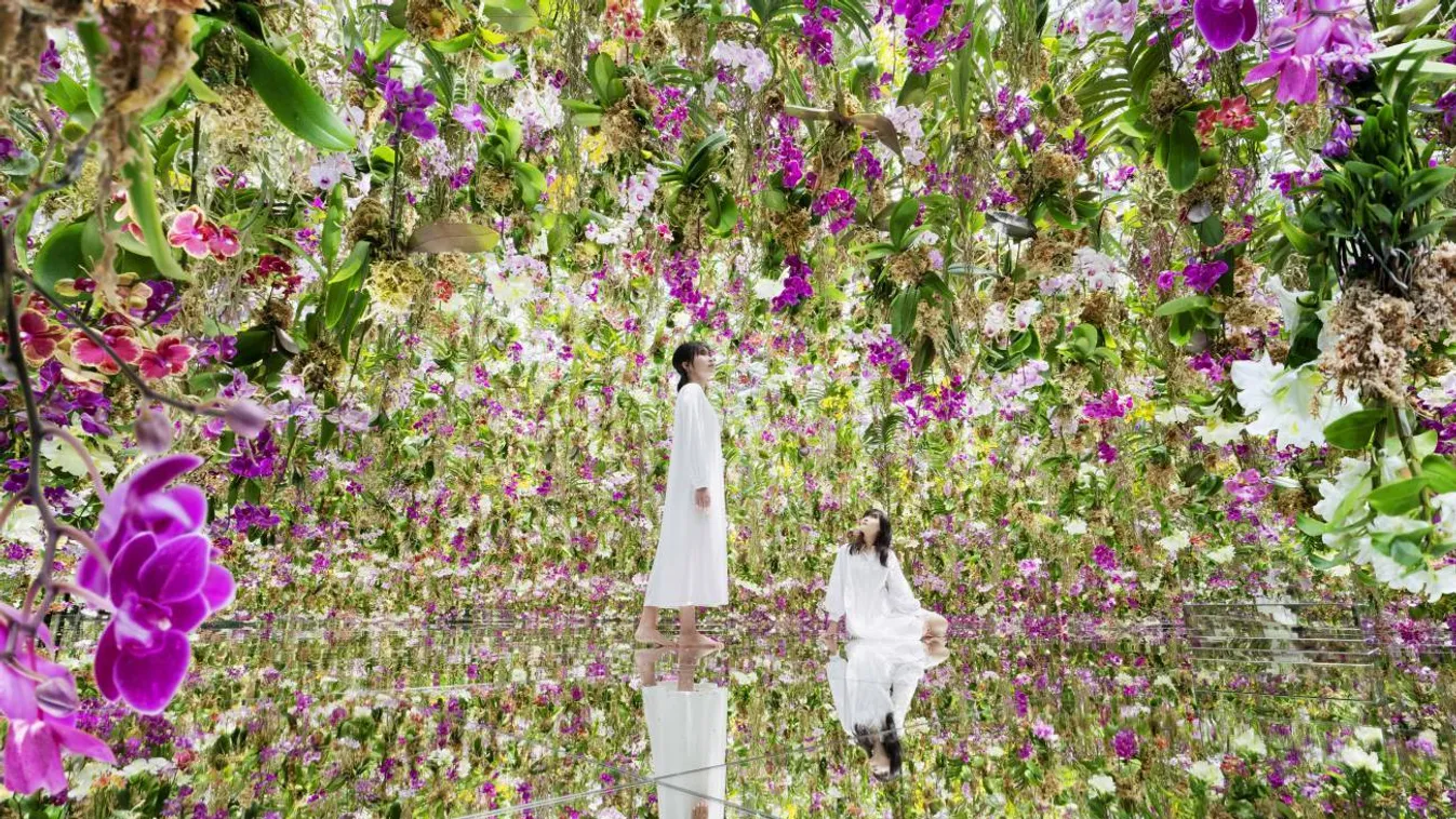 13 ezer orchidea lóg a mennyezetről a japán Lebegő Virágoskertben
