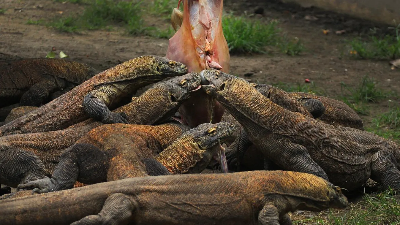 A világ legnagyobb gyíkjai között sétálhatnak az épülő Jurassic Parkban