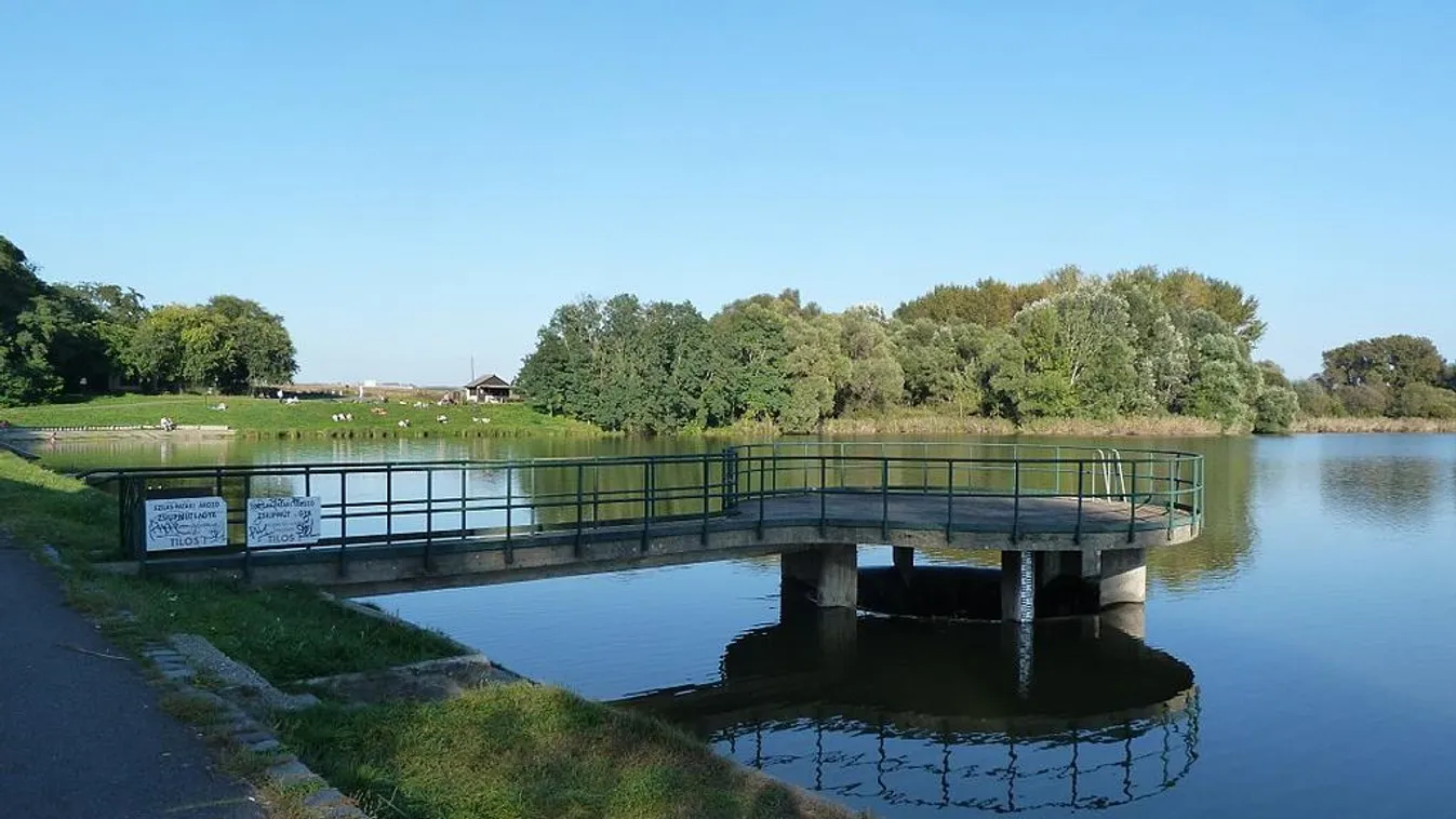 Gyűrűzzön madarakat egész augusztusban Cinkotán