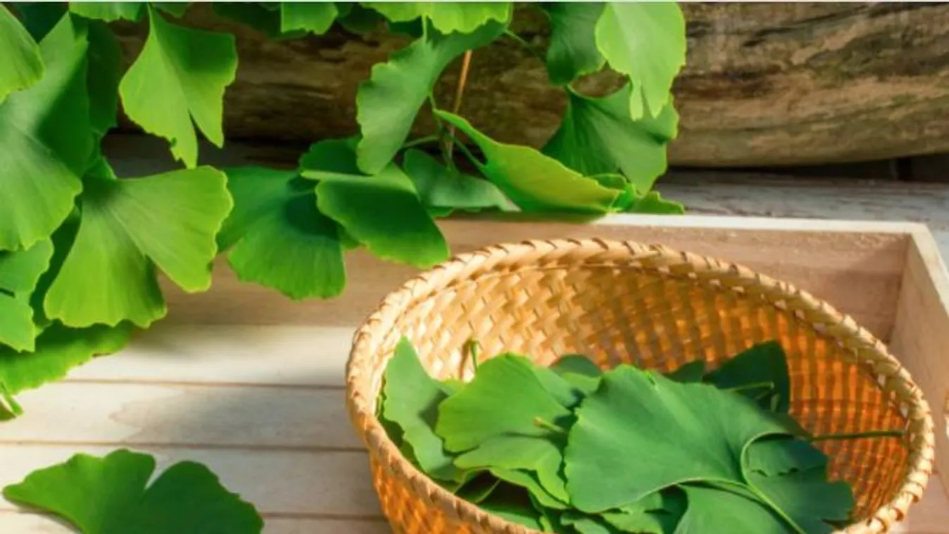 Ginkgo biloba - Lassítja a szellemi hanyatlást és kiváló stresszoldó