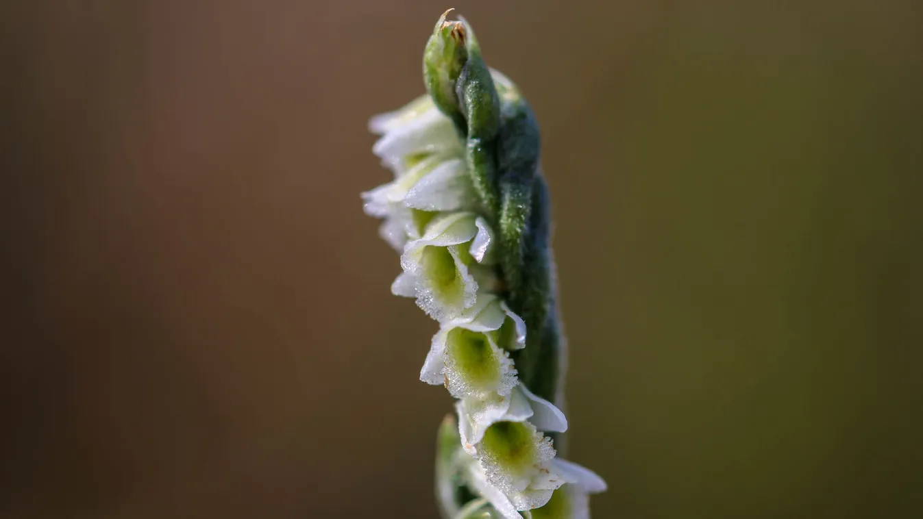 Már találkozhatunk az őszi gyepek apró, spirálisan csavarodó orchideájával