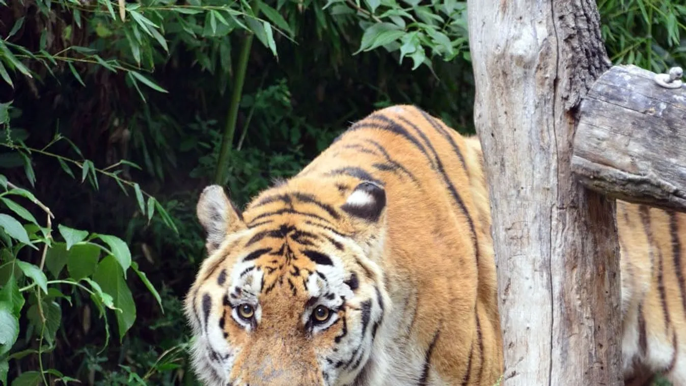 Új szibériai tigris érkezett a Fővárosi Állatkertbe
