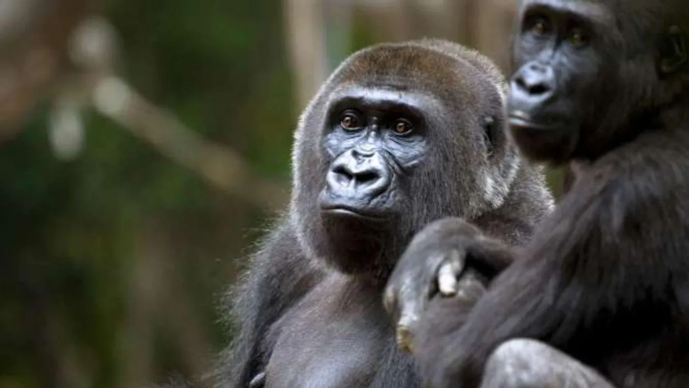 13 gorilla Covid-tesztje lett pozitív az Atlantai Állatkertben