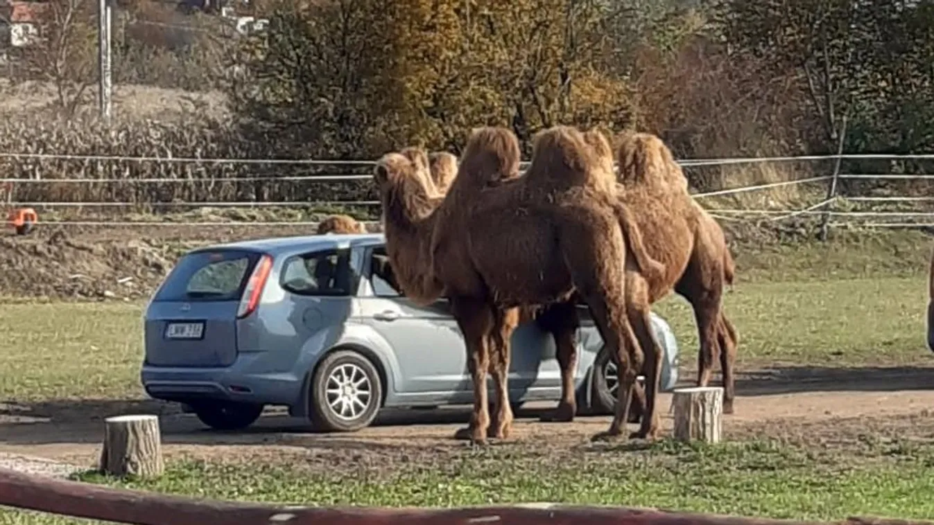 Ebbe a pest megyei városba költözik a szafaripark Szadáról