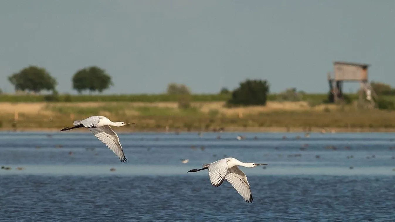 Fedezze fel a Fertő-tó környékét bringával, kenuval, szolár hajóval