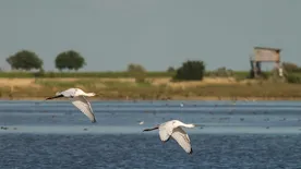 Fedezze fel a Fertő-tó környékét bringával, kenuval, szolár hajóval