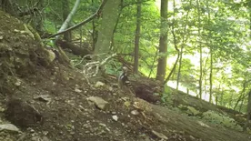 Igazi madárritkaság is felbukkan az erdei kereszteződés vadkameráján