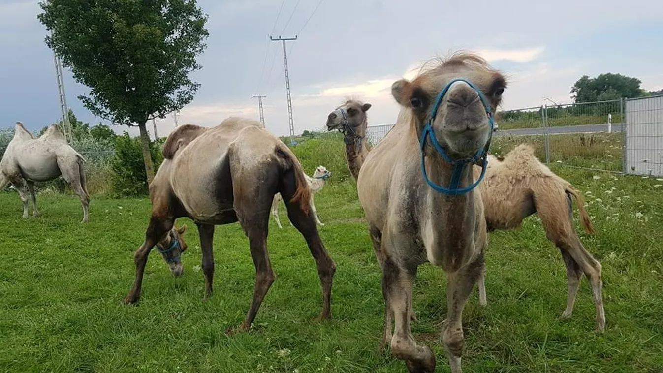 Ráckevén mostantól állat- és cirkuszpark várja a látogatókat