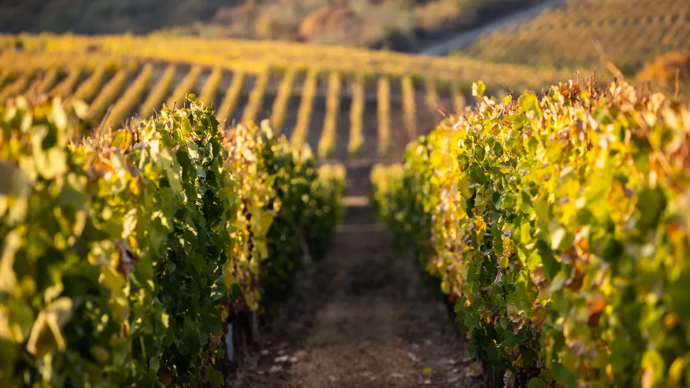 Tokaj 15. századi borospincéjében elbóklásznánk egy ideig