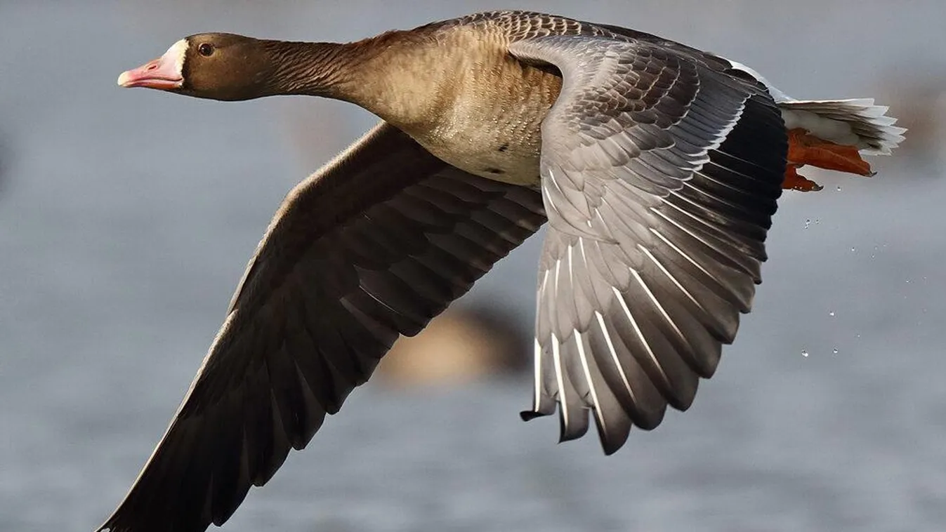 Megérkeztek a tatai Öreg-tóhoz az első északi vadludak