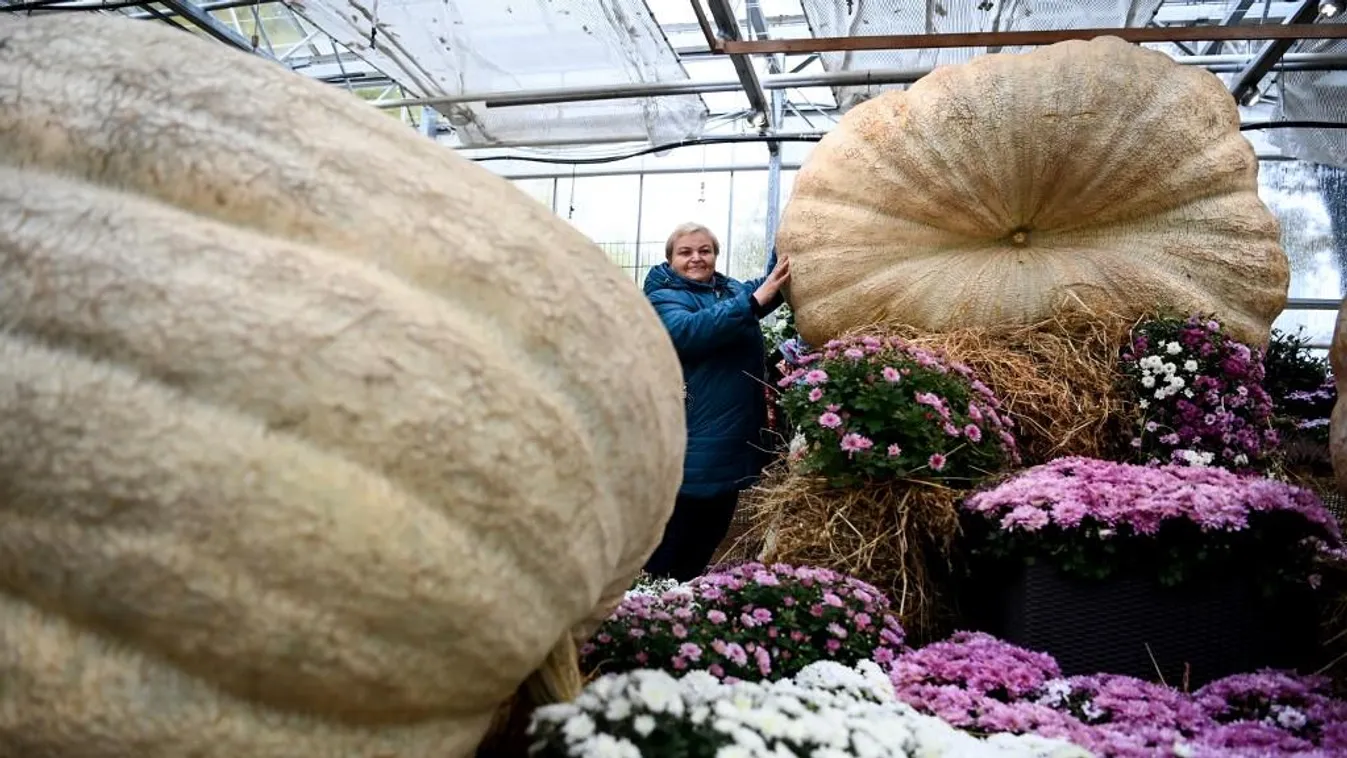 Gigantikus szezonnövényekkel köszönti az őszt Oroszország legrégebbi botanikus kertje