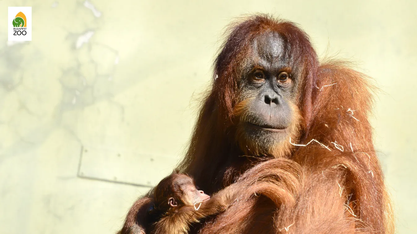 Videó: Nézze, milyen édesen játszik az Állatkert kis orangutánja