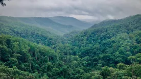 Jane Goodall is csatlakozott az akcióhoz, egybillió fa elültetése a cél