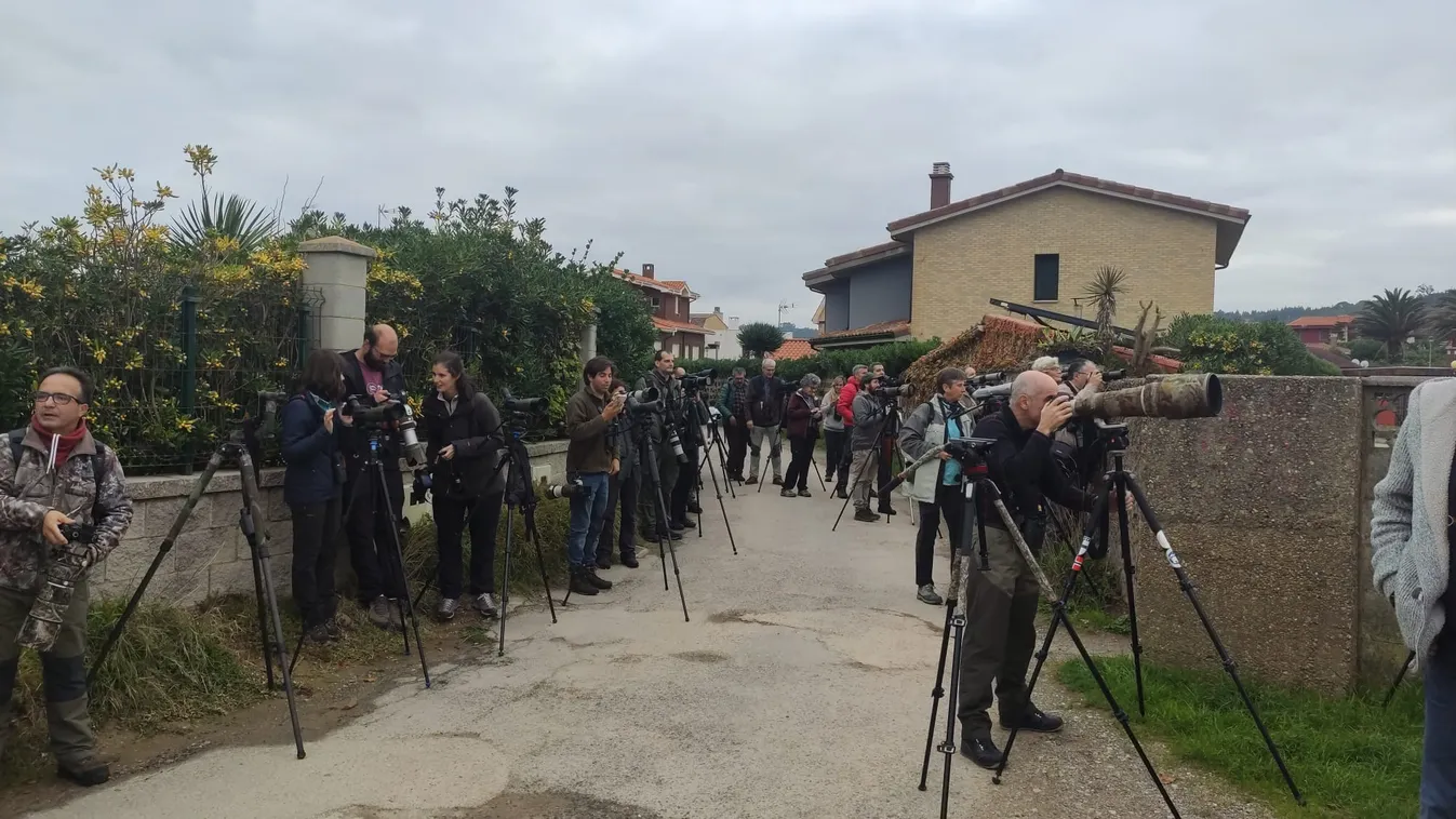Sosem látott sarkvidéki madarak bukkantak fel Spanyolországban