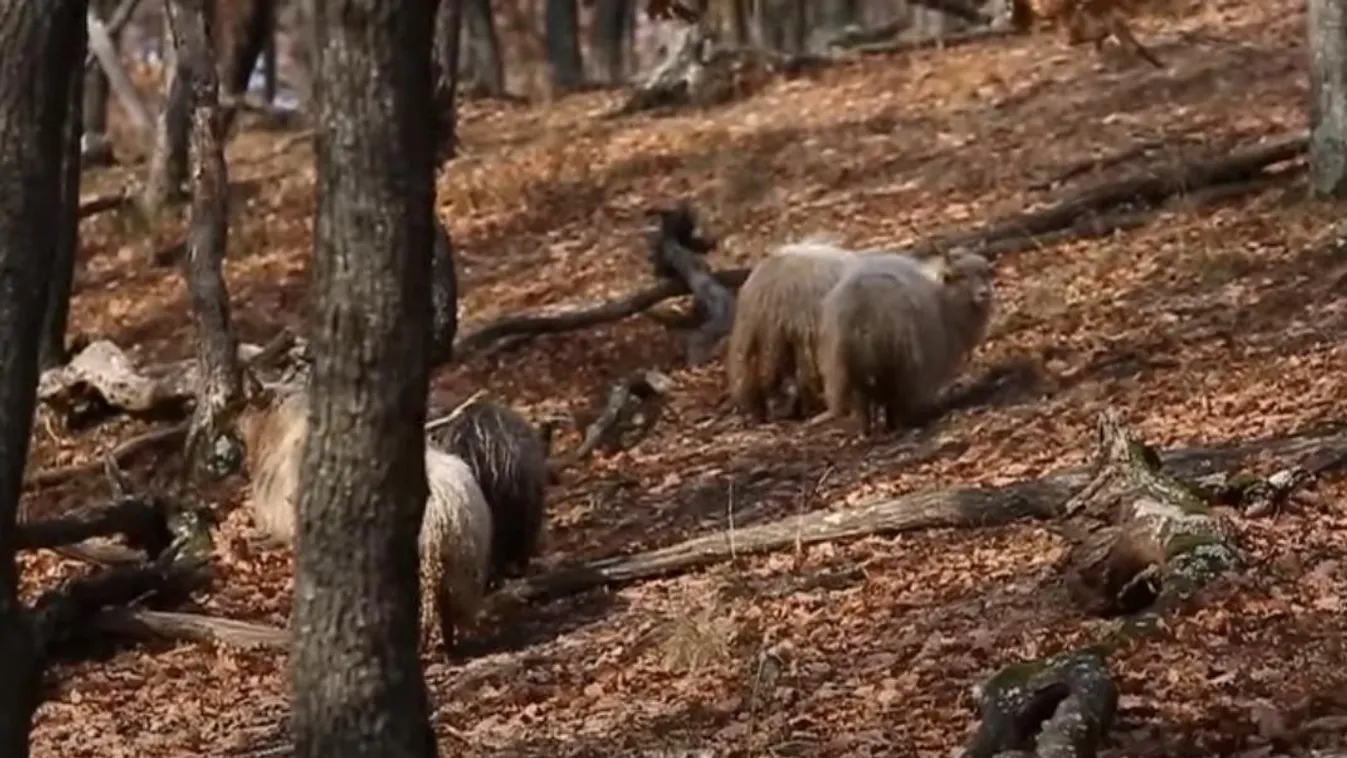 Videón, ahogy egy rackanyáj kószál a Kőszegi-hegység védett erdeiben