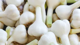 Büdös, de egészséges - Ezekért érdemes fogyasztani