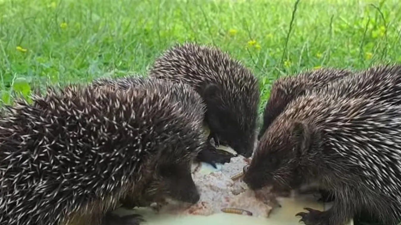 Ennél ma nem lesz cukibb: így falatozik csámcsogva hat árva bébisün, akiknek az anyját elgázolták – Videó