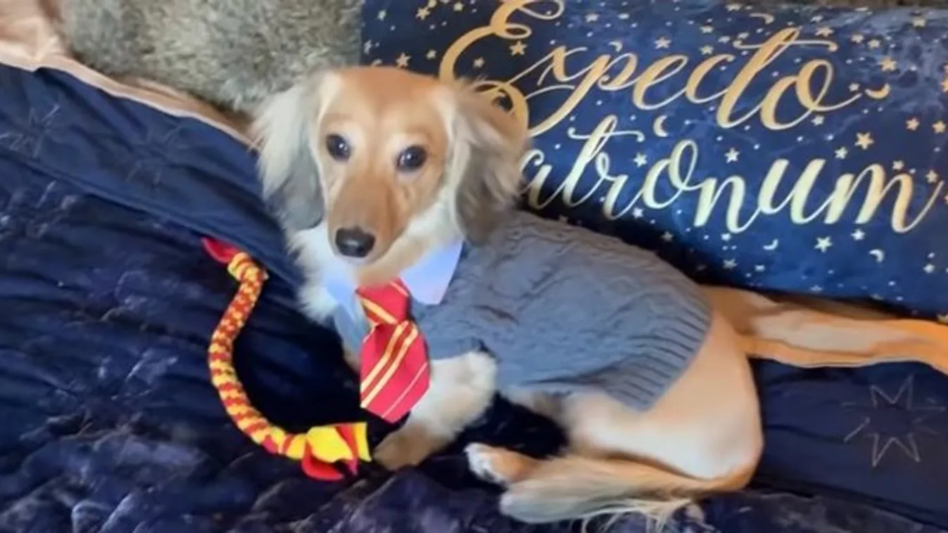 Lehet cukibb a Harry Potter-varázslatokra hallgató kutyánál? videó