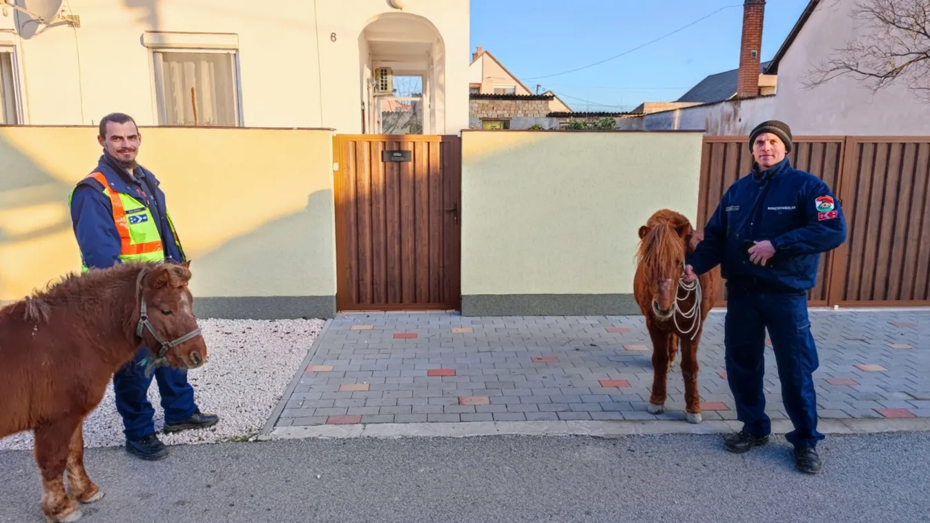 Mohácson elszabadult pónik szaladgáltak az autók között