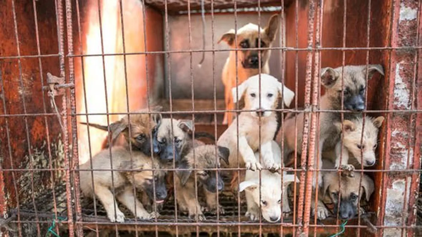 Tányérra szánt kutyákat mentettek ki egy Dél-Koreai kutyahús-üzemből
