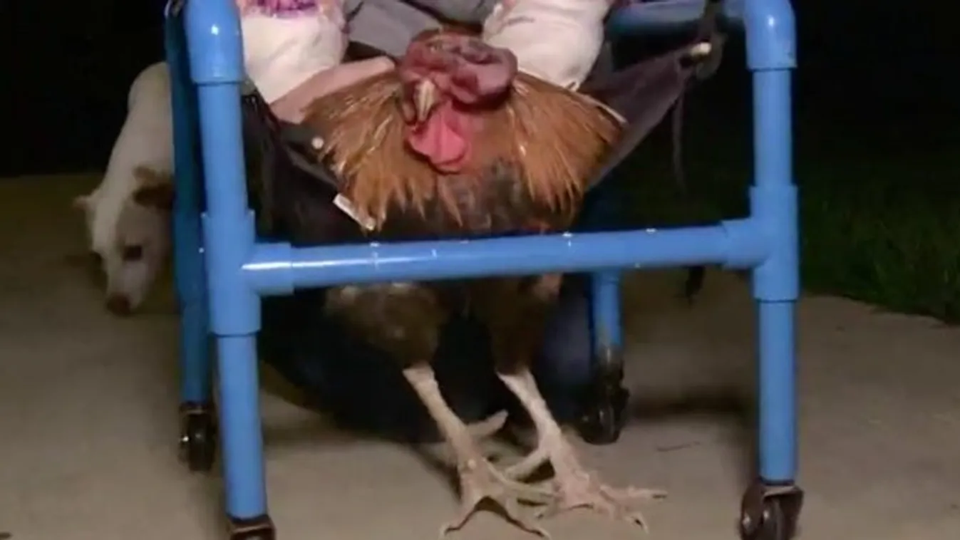 Kerekesszékbe került a hősködő kakas