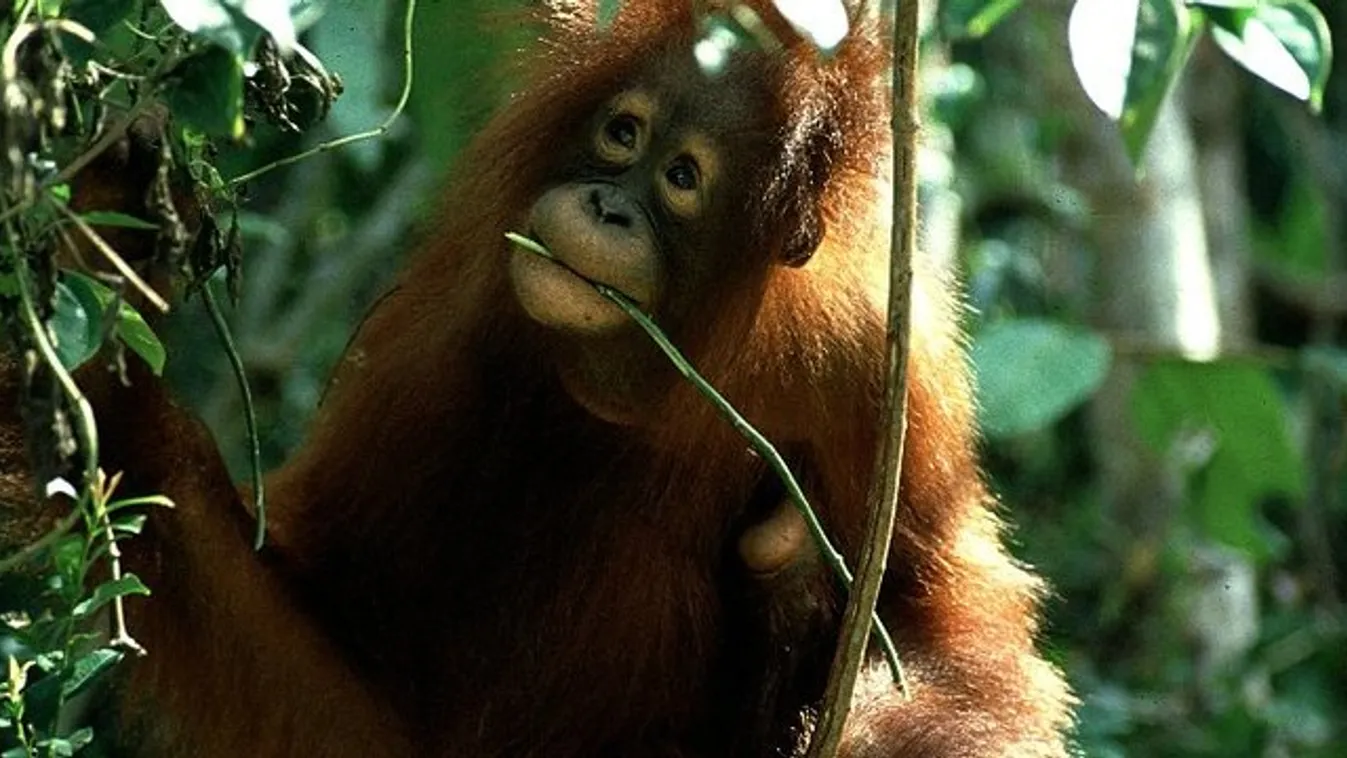 Fájdalomcsillapító levélnedvvel kenegetik magukat az orangutánok