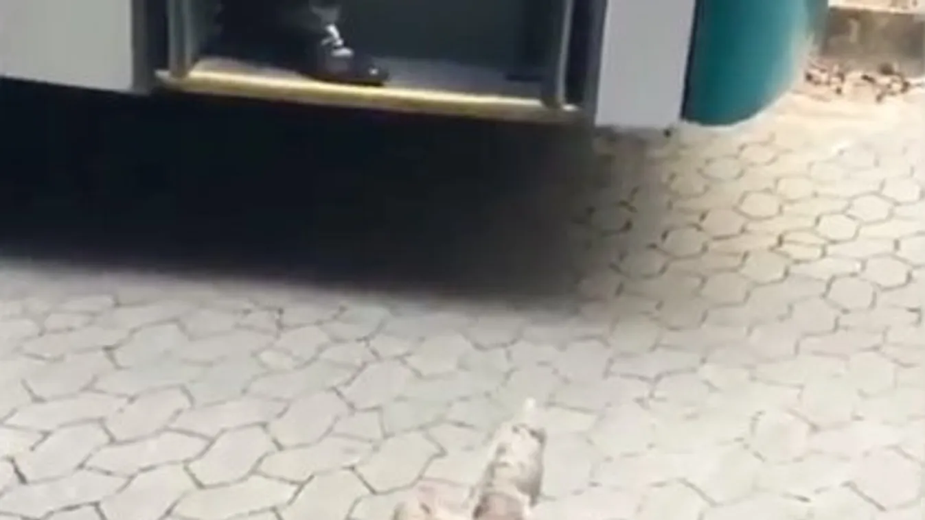 Stoppos lajhár állított meg egy buszt – videó