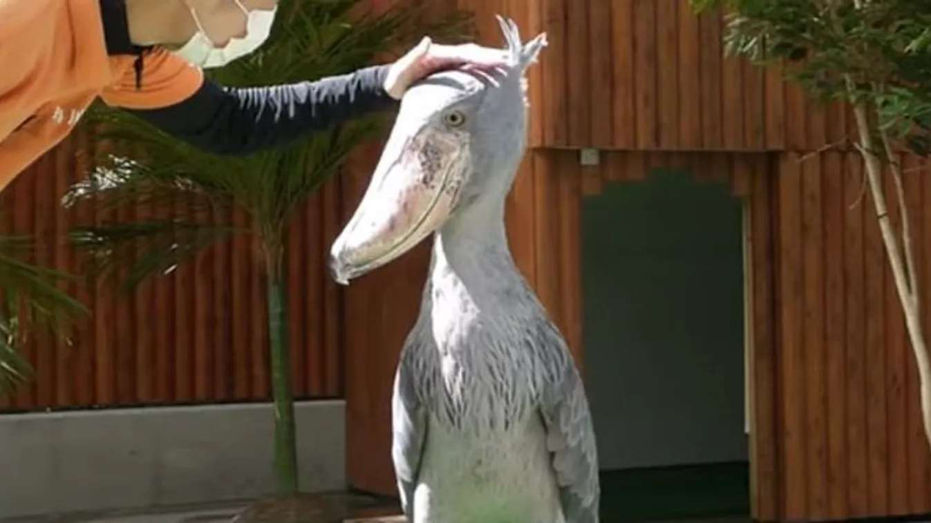 Ez a madár mintha egy rajzfilmből lépett volna ki - videó